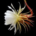 Conheça a Flor-da-Lua, que floresce na Amazônia apenas uma noite