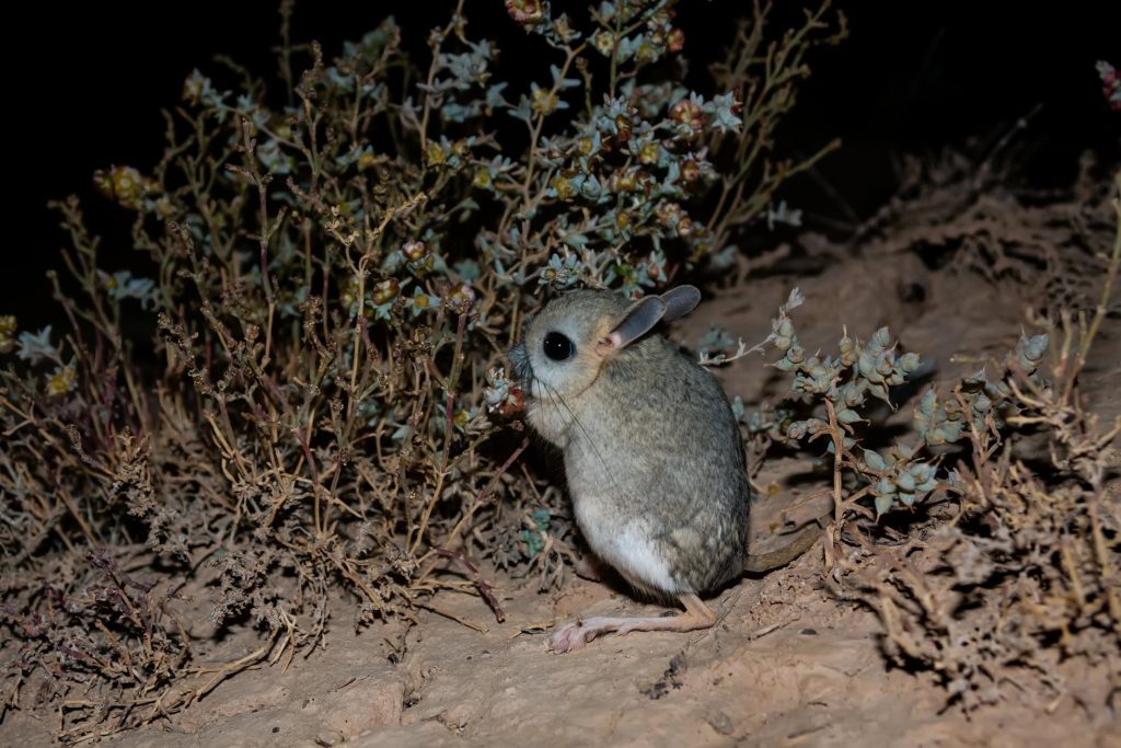 Conheça os 8 animais mais curiosos do deserto