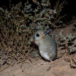 Conheça os 8 animais mais curiosos do deserto