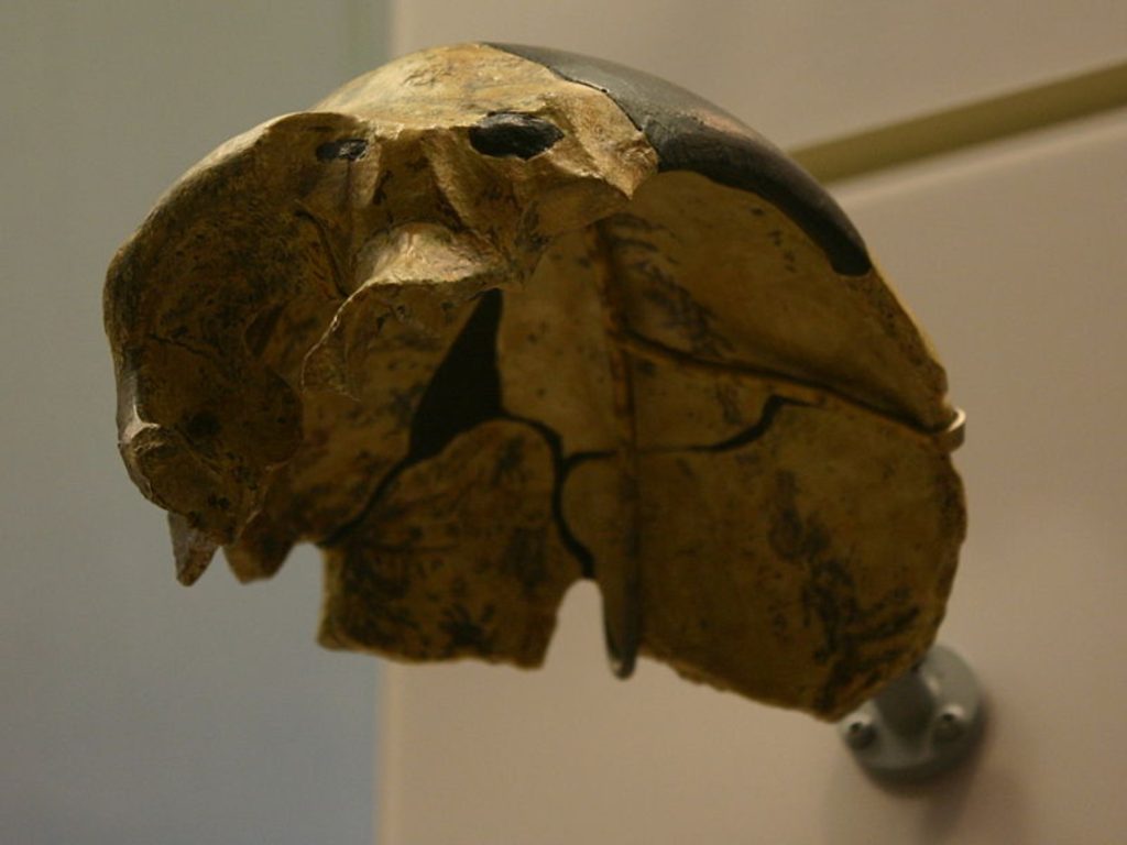Crânio misterioso pertence a espécie humana desconhecida