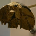 Crânio misterioso pertence a espécie humana desconhecida