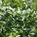 Cultivo de erva-mate no PR é eleito patrimônio agrícola mundial