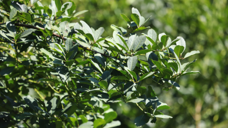 Cultivo de erva-mate no PR é eleito patrimônio agrícola mundial