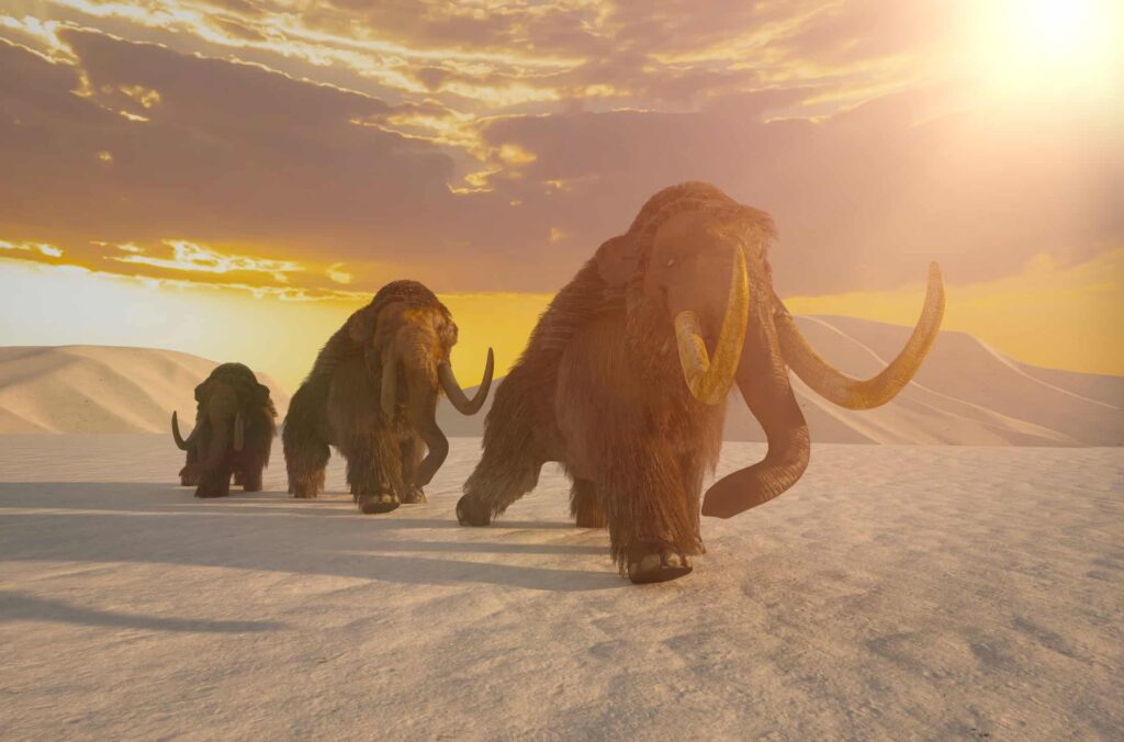 DNA revela segredos sobre a evolução dos mamutes