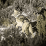 EUA: lobos reintroduzidos na natureza estão morrendo; entenda