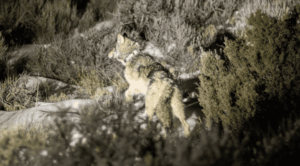 EUA: lobos reintroduzidos na natureza estão morrendo; entenda