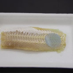 Embalagem inteligente muda de cor para avisar quando peixe está