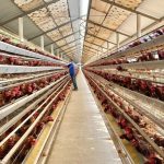 Emirados Árabes, 2° maior cliente da carne de frango brasileira,