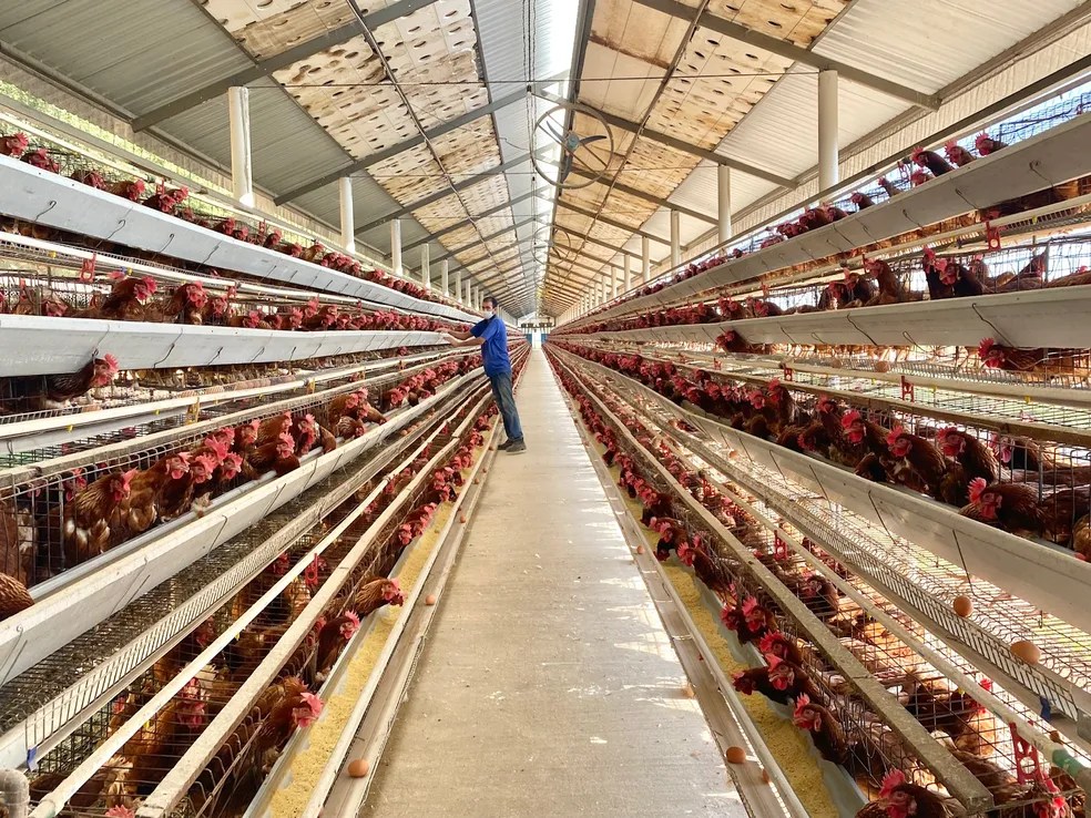 Emirados Árabes, 2° maior cliente da carne de frango brasileira,
