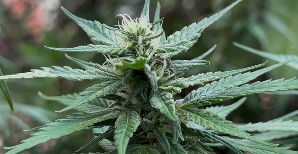Especialistas propõem dezenas de alterações às regras de uso medicinal
