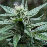 Especialistas propõem dezenas de alterações às regras de uso medicinal