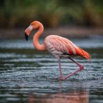 Estratégia de caça curiosa dos flamingos é descoberta