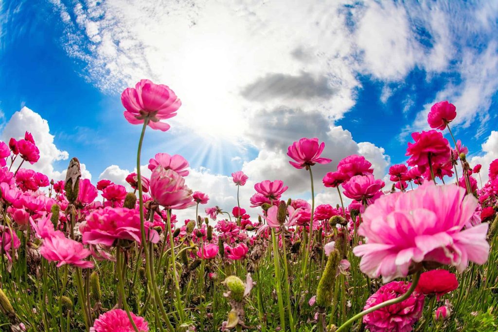 Flores apareceram na Terra há 123 milhões de anos, diz