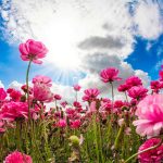 Flores apareceram na Terra há 123 milhões de anos, diz