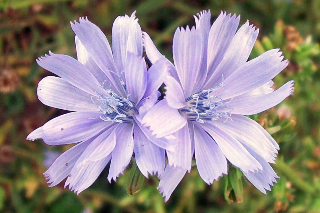Flores contaminam abelhas com metais pesados? Entenda
