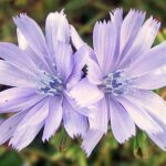 Flores contaminam abelhas com metais pesados? Entenda