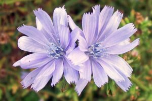 Flores contaminam abelhas com metais pesados? Entenda