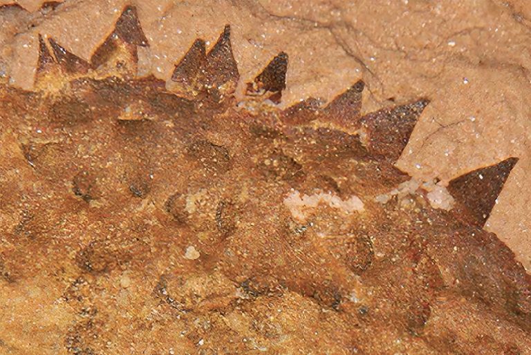 Fóssil de 500 milhões de anos tem verdadeira identidade revelada