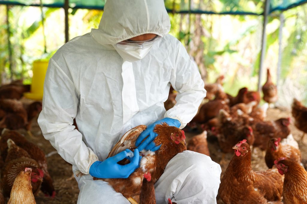Gripe aviária no Brasil: ovos contaminados serão destruídos