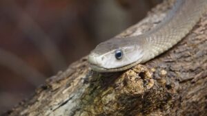 Homem que se injetou veneno de cobra pode ajudar a
