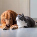 Humanos moldaram cães e gatos de forma inesperada – e