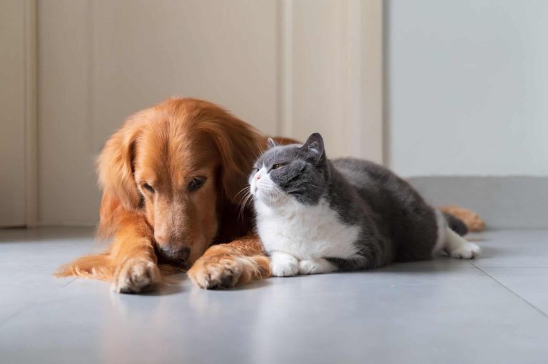 Humanos moldaram cães e gatos de forma inesperada – e