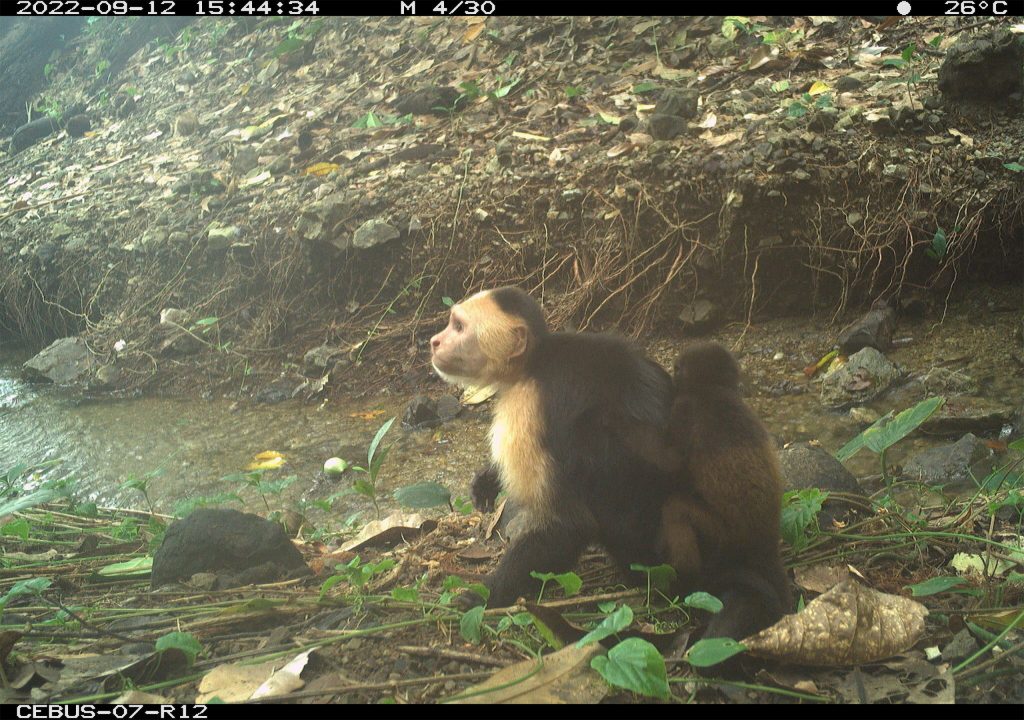 Macacos-prego machos são flagrados sequestrando bebês de outra espécie