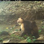 Macacos-prego machos são flagrados sequestrando bebês de outra espécie