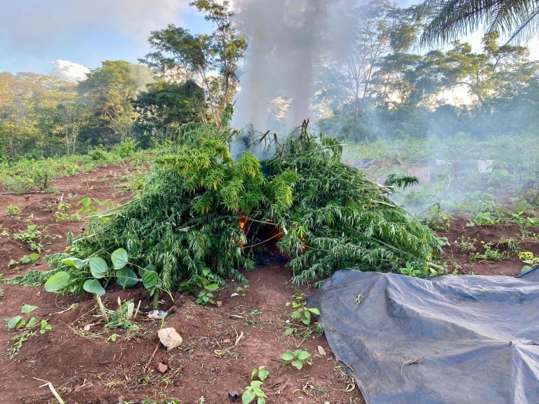 Mais de 12 mil pés de maconha são destruídos em