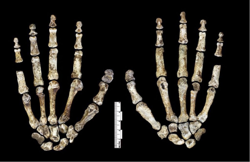 Misterioso, Homo naledi seria ótimo escalador, diz pesquisa