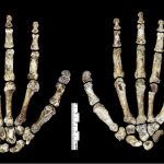 Misterioso, Homo naledi seria ótimo escalador, diz pesquisa