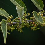 Nova fonte de canabidiol é descoberta em planta presente no