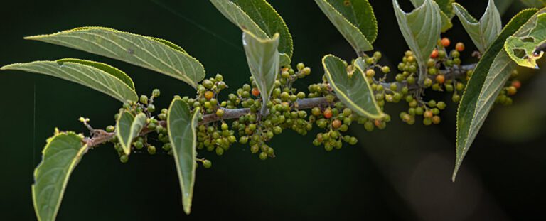 Nova fonte de canabidiol é descoberta em planta presente no