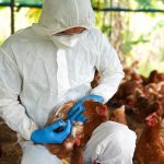 O que está acontecendo com a gripe aviária no Brasil?