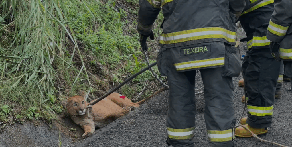 Onça-parda atropelada por Hilux em SP morre 3 dias após