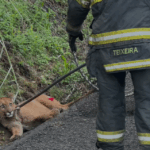 Onça-parda atropelada por Hilux em SP morre 3 dias após