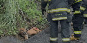 Onça-parda atropelada por Hilux em SP morre 3 dias após