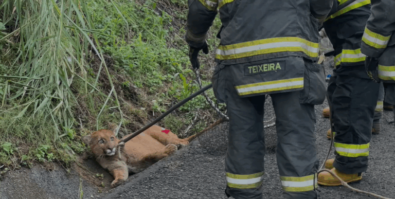 Onça-parda atropelada por Hilux em SP morre 3 dias após