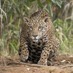 Onça-pintada está em perigo de extinção no Maranhão