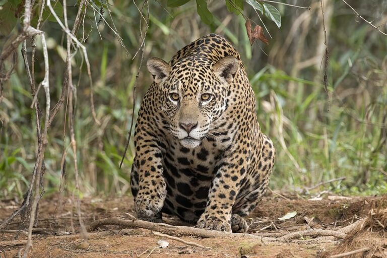 Onça-pintada está em perigo de extinção no Maranhão