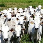Operação combate criação ilegal de gado em terra indígena no