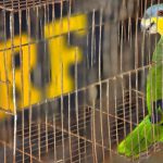 PRF resgata aves silvestres mantidas em cativeiro no oeste maranhense