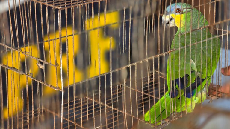 PRF resgata aves silvestres mantidas em cativeiro no oeste maranhense