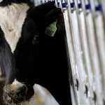 País recebe status internacional como livre de febre aftosa sem