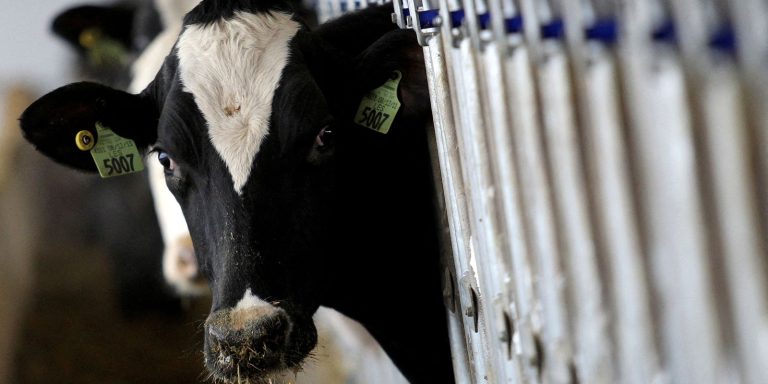 País recebe status internacional como livre de febre aftosa sem