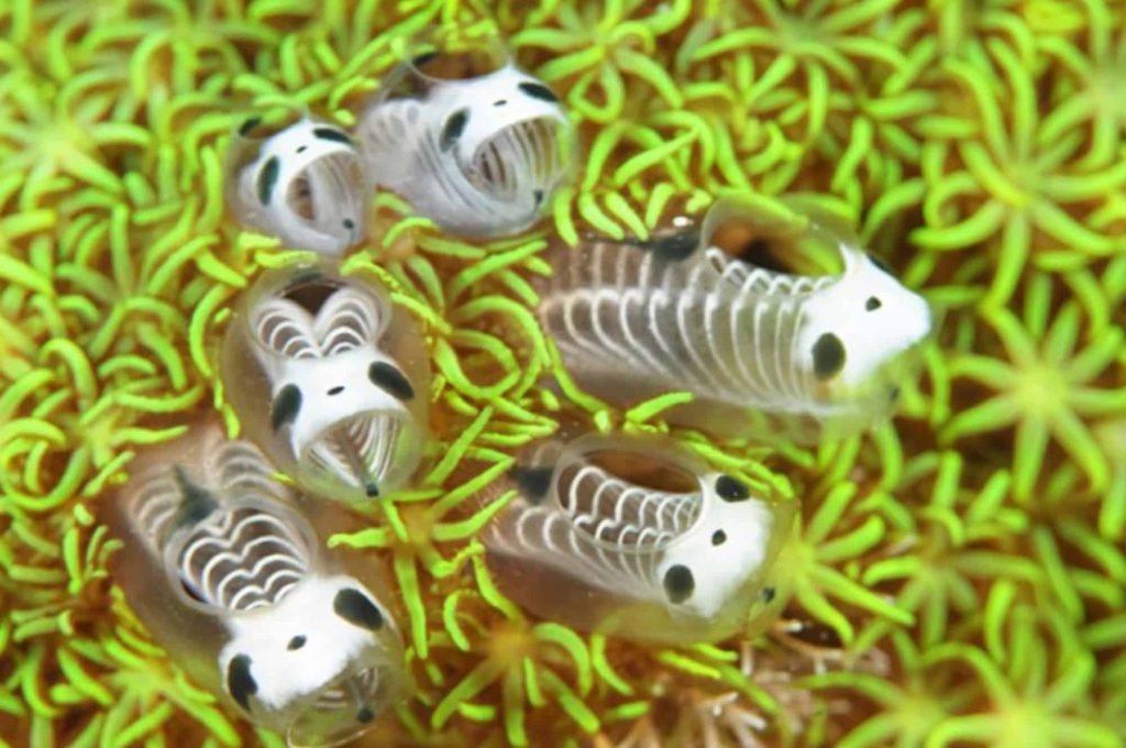 Panda-esqueleto-do-mar: espécie surpreende cientistas com características únicas