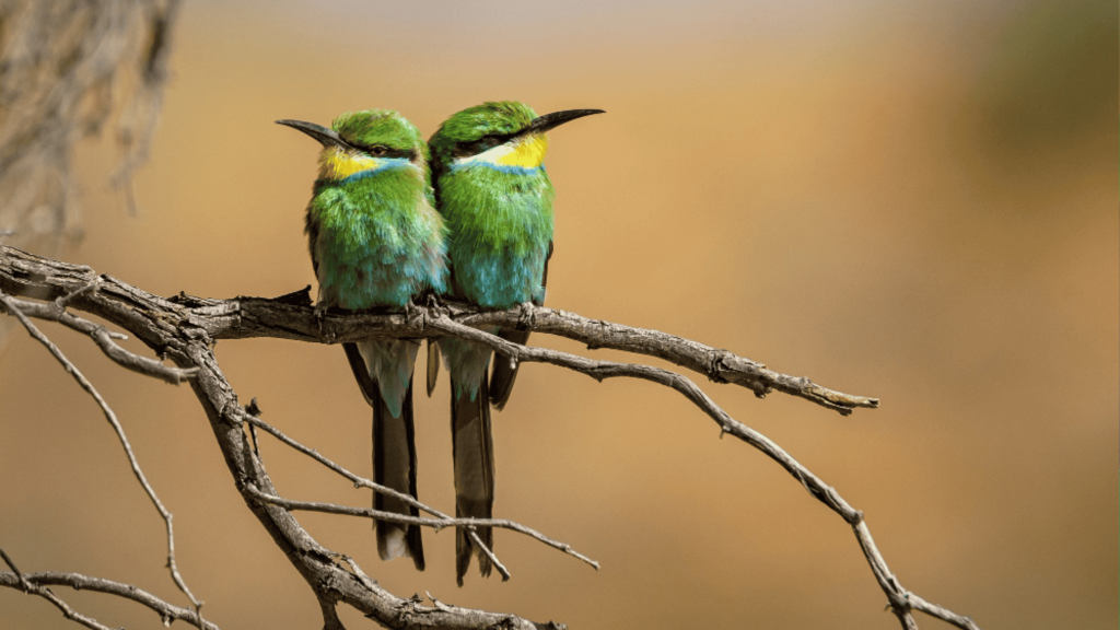 Por que as aves e crocodilos sobreviveram ao asteroide, mas