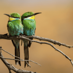 Por que as aves e crocodilos sobreviveram ao asteroide, mas