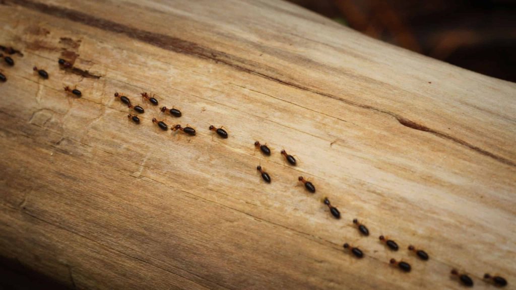 Por que as formigas andam em linha reta? Entenda o