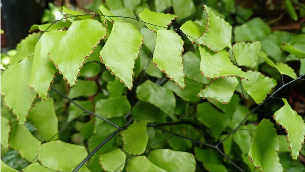Por que as plantas são verdes? A ciência explica